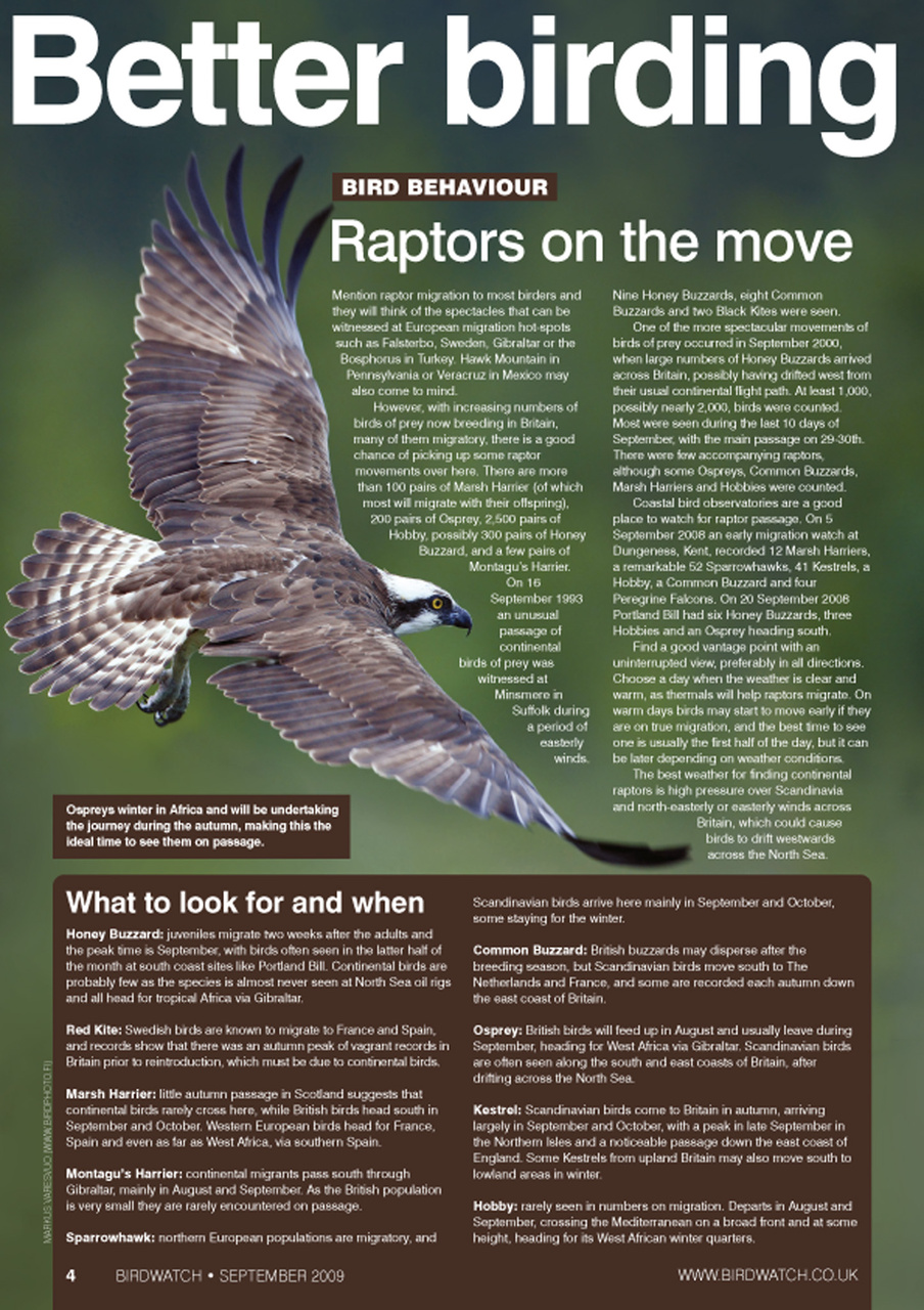 Birdwatch Magazine Preview Pages
