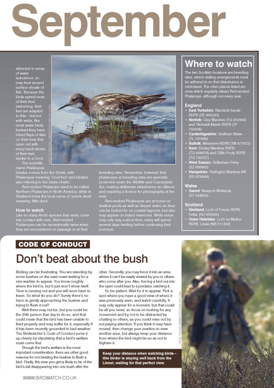 Birdwatch Magazine Preview Pages