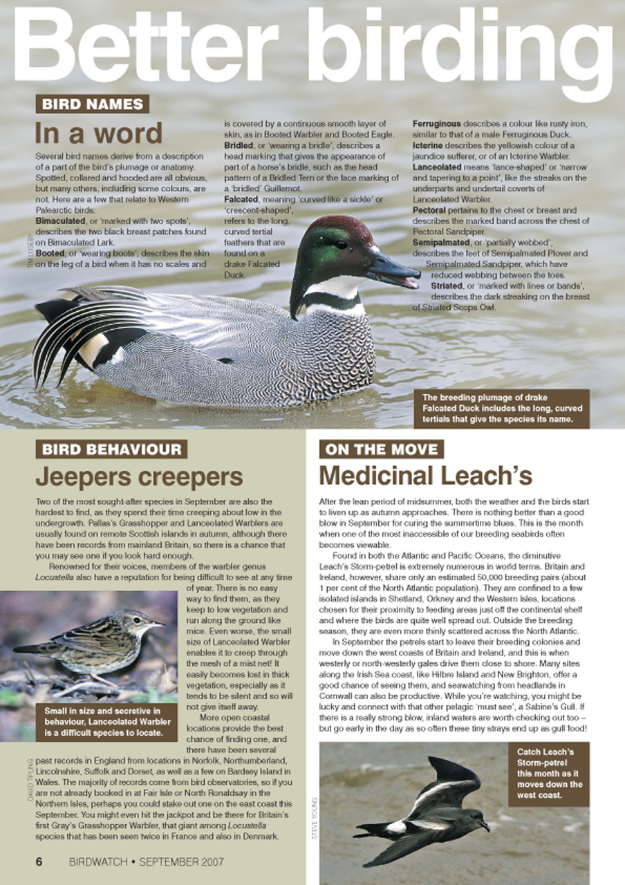 Birdwatch Magazine Preview Pages