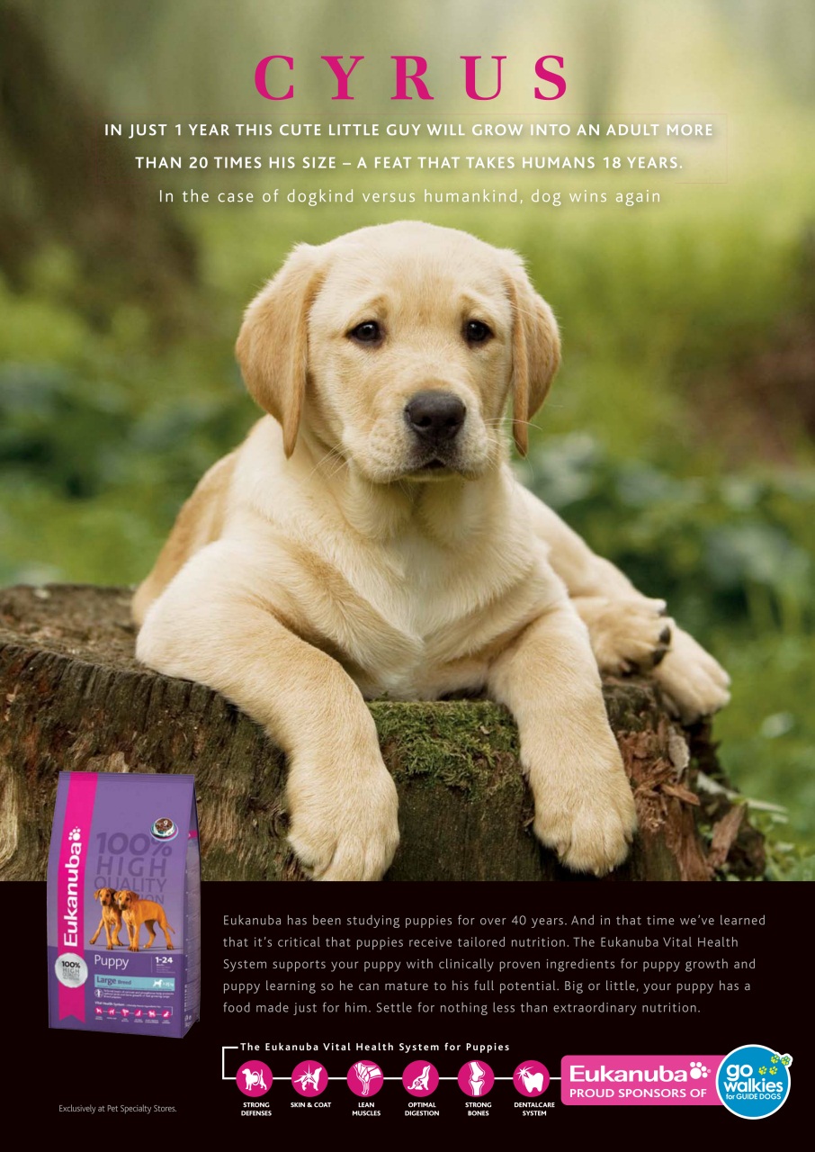 Dogs Today Magazine Preview Pages
