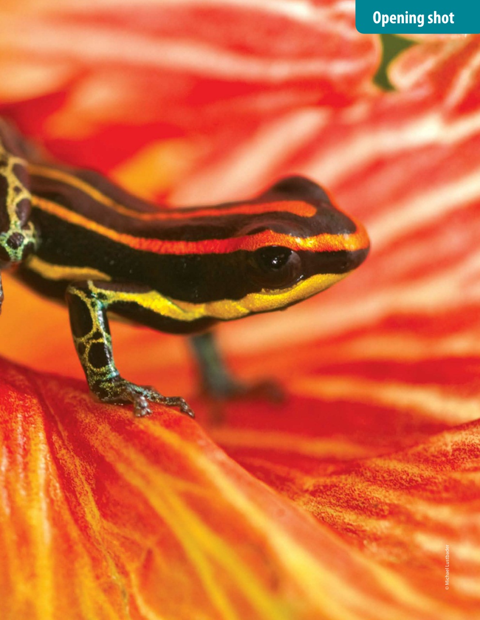 Outdoor Photography Preview Pages