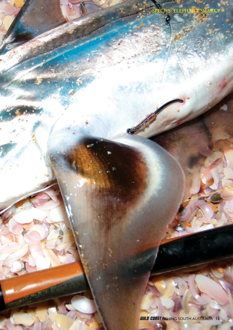 Fishing SA Preview Pages