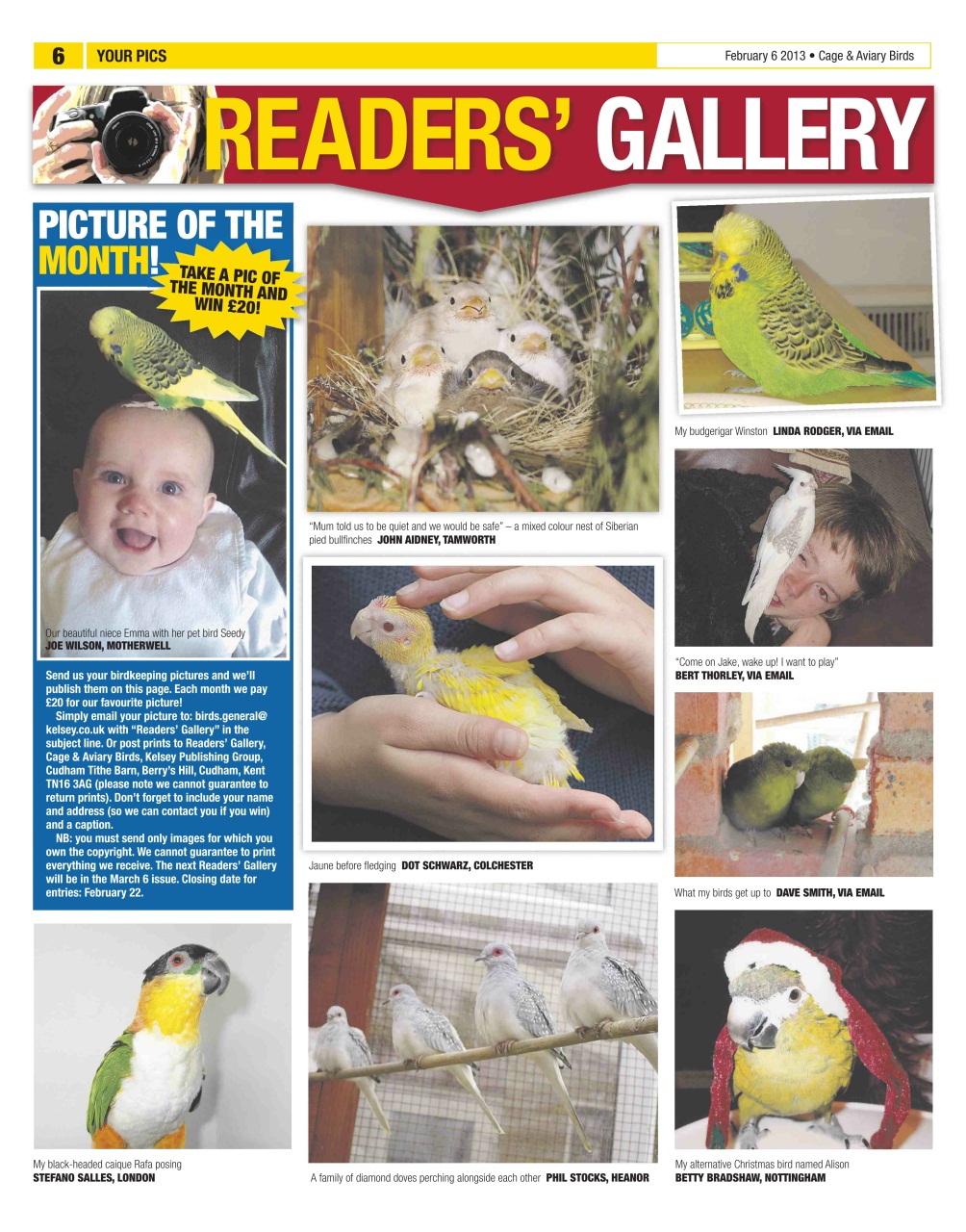 Cage & Aviary Birds Preview Pages