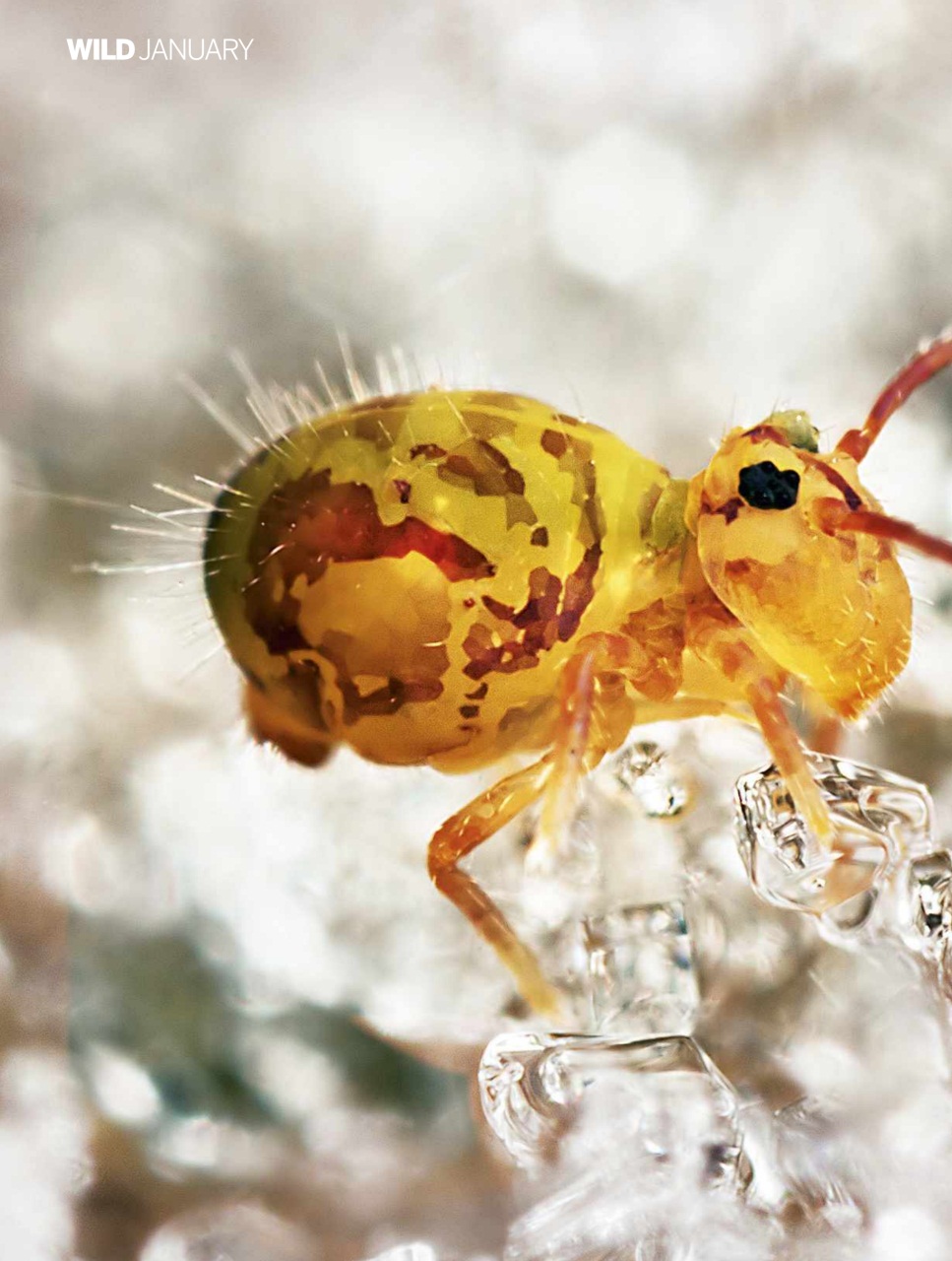 BBC Wildlife Magazine Preview Pages