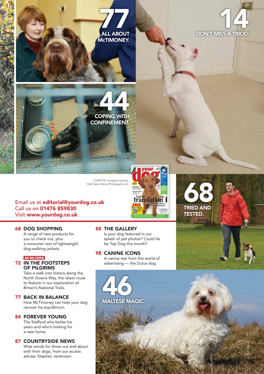 Your Dog Preview Pages