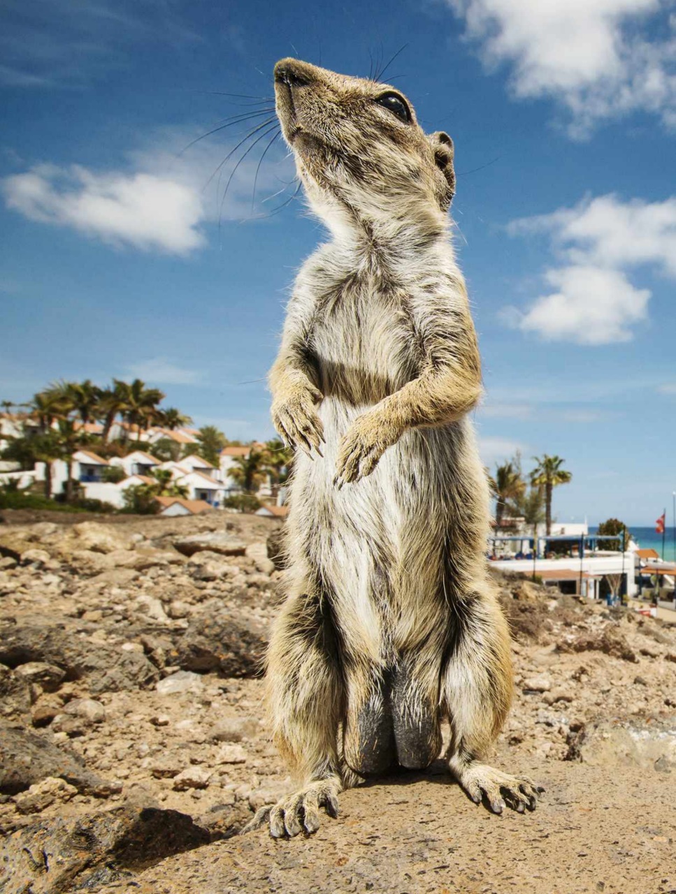 BBC Wildlife Magazine Preview Pages