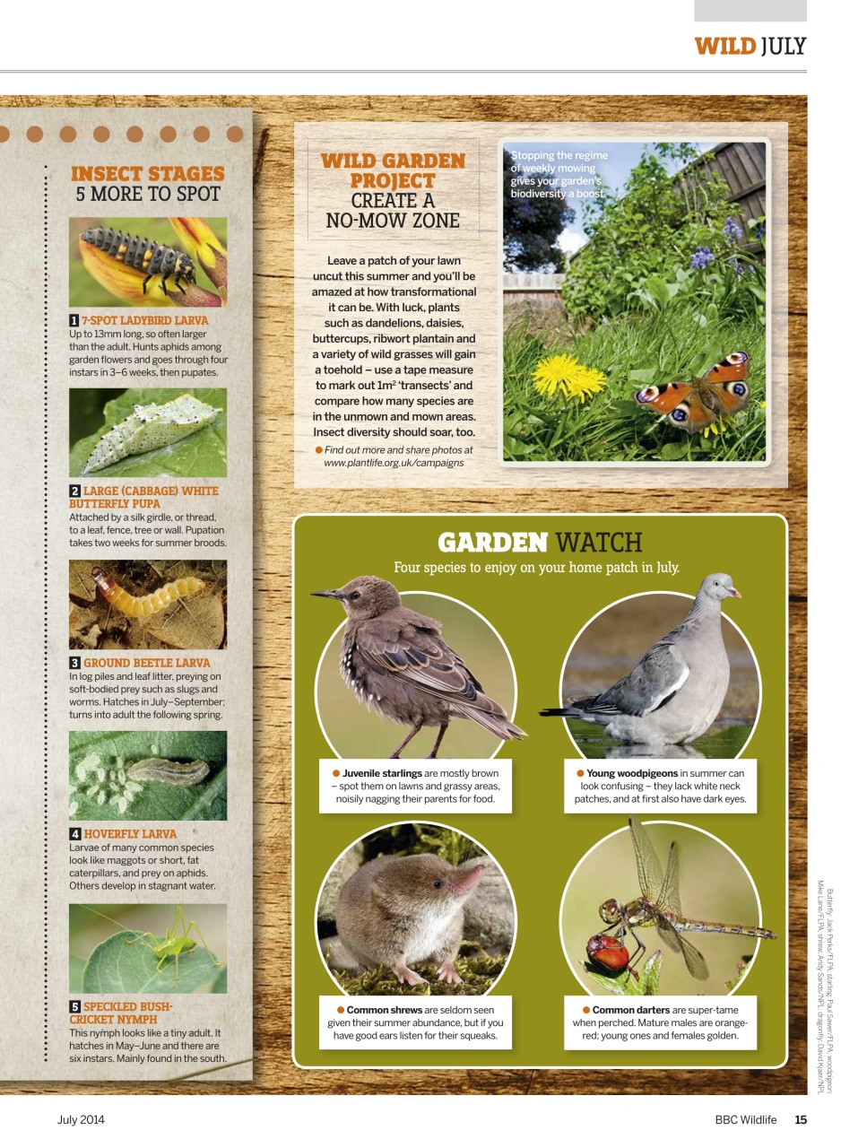 BBC Wildlife Magazine Preview Pages