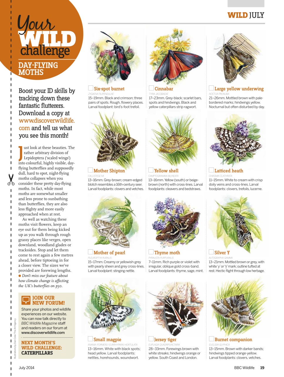 BBC Wildlife Magazine Preview Pages