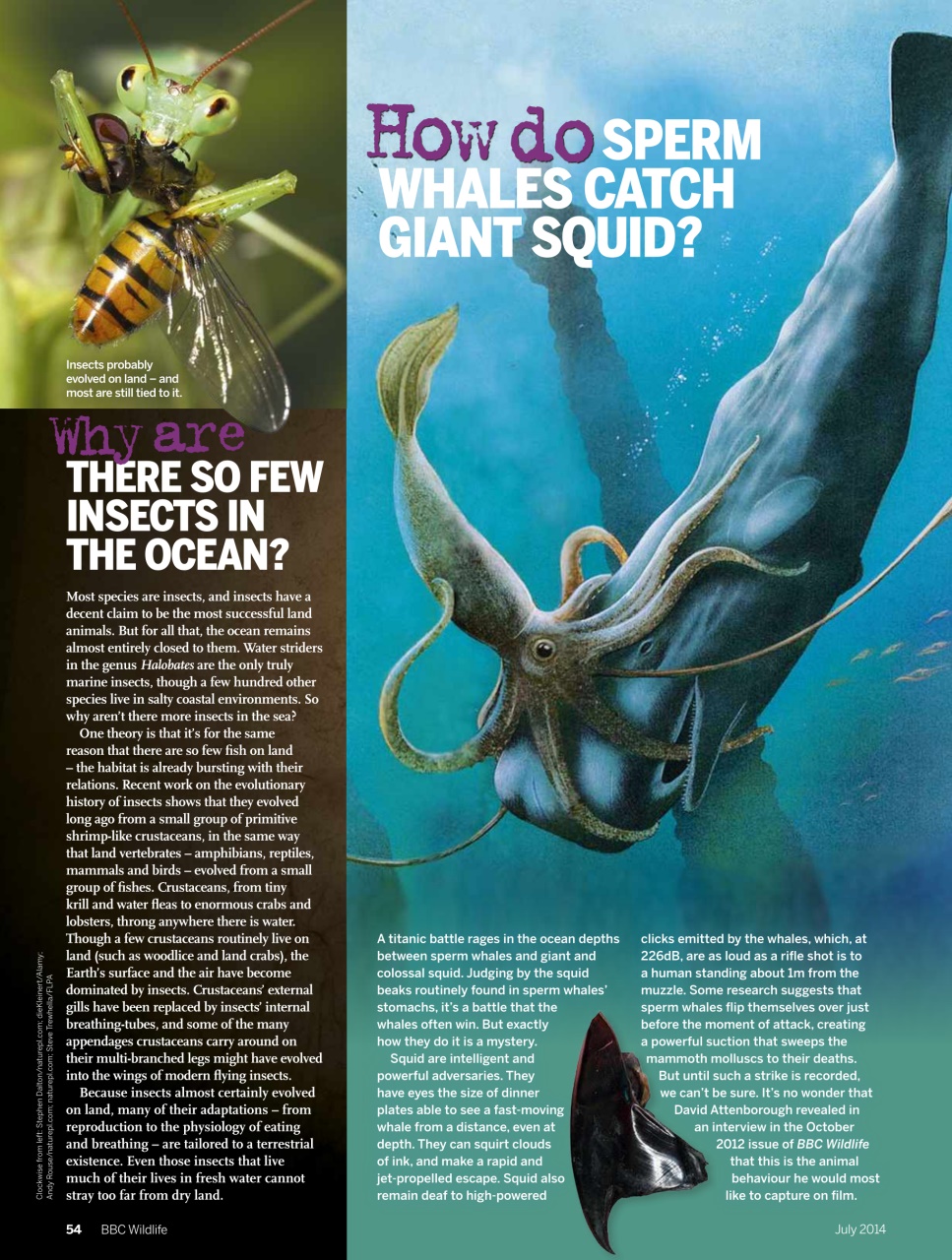 BBC Wildlife Magazine Preview Pages